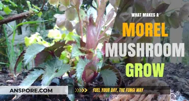 Unveiling the Secrets: Factors Driving Morel Mushroom Growth Explained
