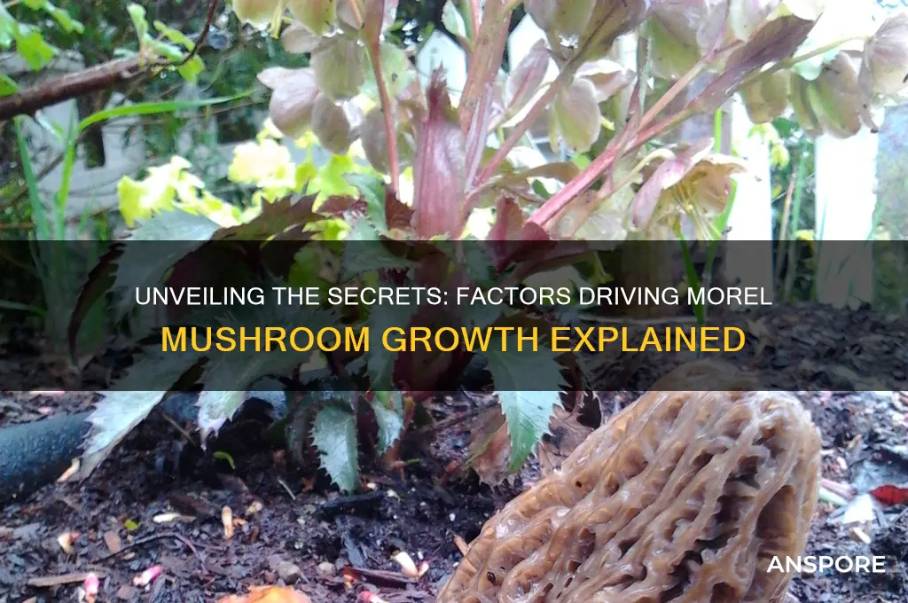 what makes a morel mushroom grow