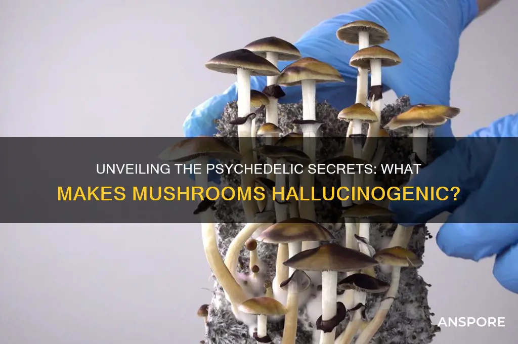 what makes a mushroom a hallucinogen
