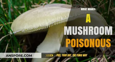 Toxic Traits: Unveiling the Deadly Secrets of Poisonous Mushrooms