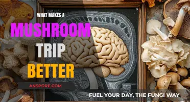 Enhancing Your Mushroom Journey: Tips for a Better Psychedelic Experience