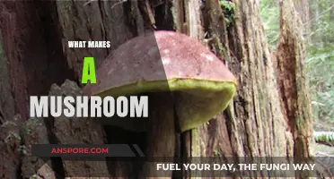 Unveiling the Fascinating Biology and Ecology of Mushrooms