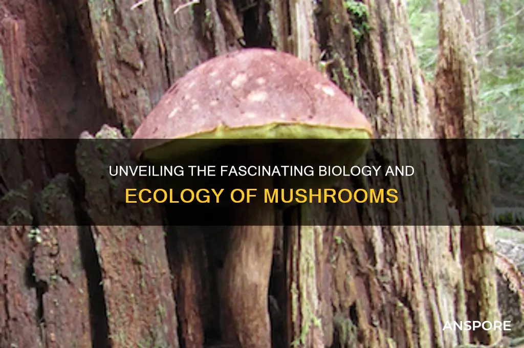 what makes a mushroom