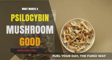 Exploring Psilocybin Mushrooms: Key Traits of High-Quality Varieties