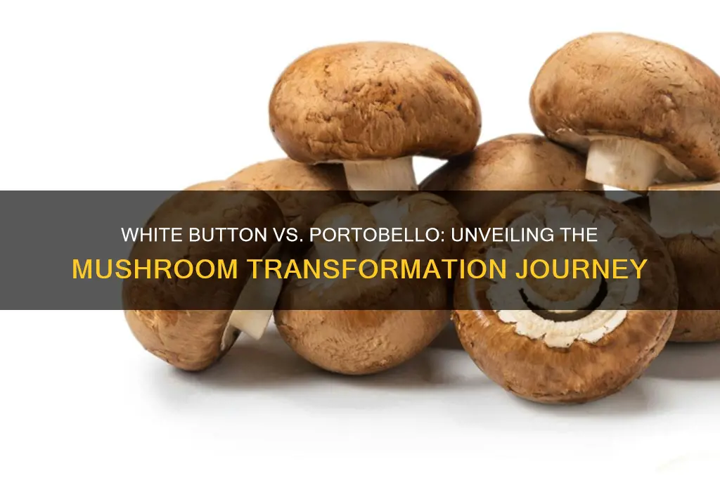 what makes a white button mushroom different from a portobella