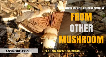 Unique Traits of Agaricus Bisporus: A Mushroom Like No Other