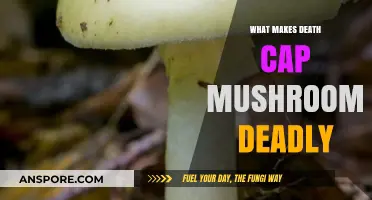 Deadly Death Cap Mushrooms: Unveiling the Lethal Toxins Within