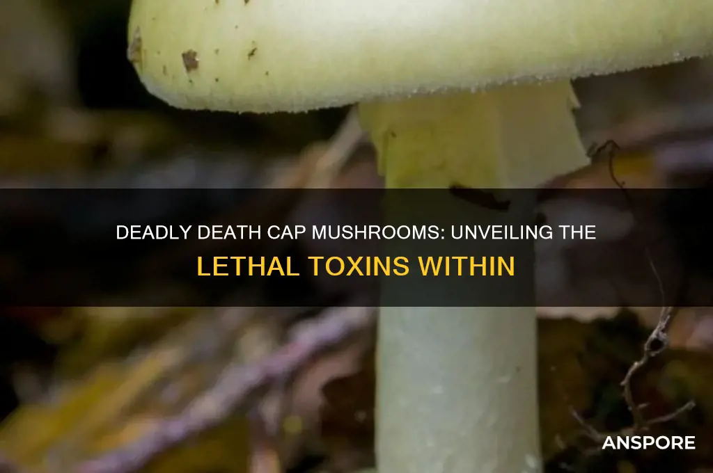 what makes death cap mushrooms deadly