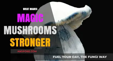 Unveiling the Secrets: Factors Amplifying Magic Mushroom Potency Explained