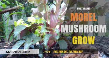 Unveiling the Secrets: Factors Driving Morel Mushroom Growth Explained