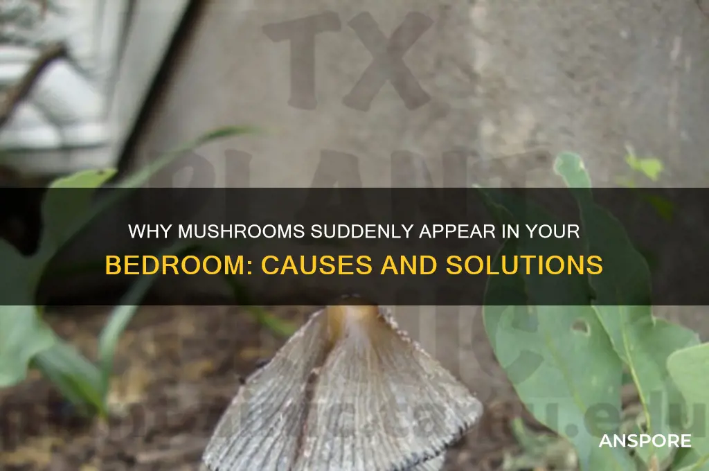 what makes mushroom grow in a bedroom