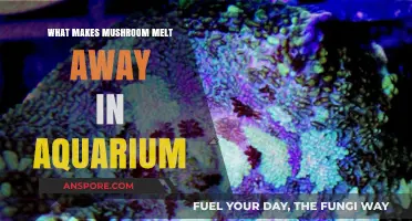 Why Do Mushrooms Dissolve in Aquariums? Uncovering the Surprising Causes