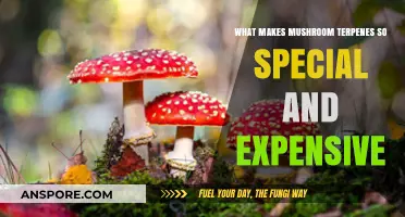 Unveiling the Rarity and Value of Mushroom Terpenes: A Deep Dive
