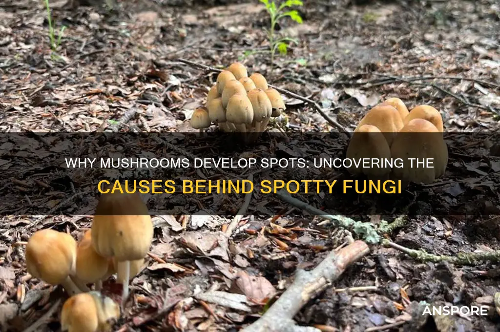 what makes mushrooms get spotty
