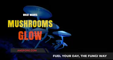Unveiling the Bioluminescent Mystery: Why Mushrooms Glow in the Dark