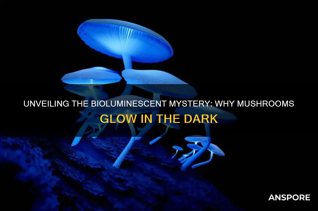 what makes mushrooms glow