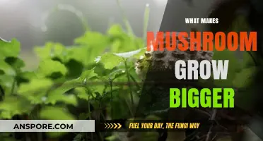 Unveiling the Secrets: Factors Driving Mushroom Growth and Size