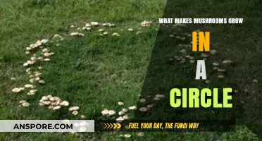 Mysterious Fairy Rings: Why Mushrooms Grow in Perfect Circles
