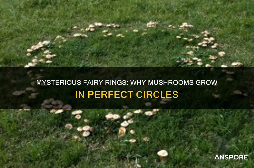 what makes mushrooms grow in a circle