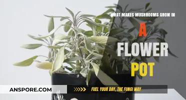 Why Mushrooms Suddenly Appear in Your Flower Pots: Explained