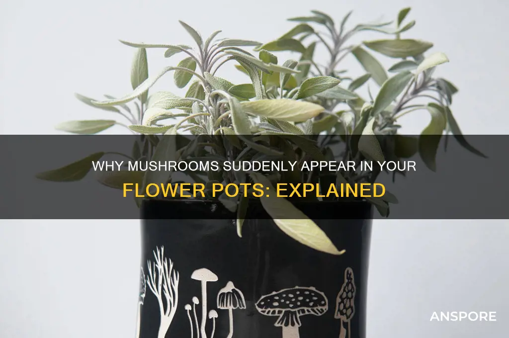 what makes mushrooms grow in a flower pot