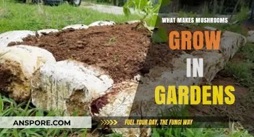 Why Mushrooms Thrive in Gardens: Uncovering the Secrets of Fungal Growth