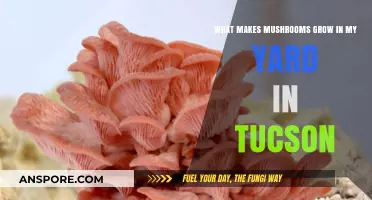 Why Mushrooms Thrive in Tucson Yards: Uncovering the Secrets