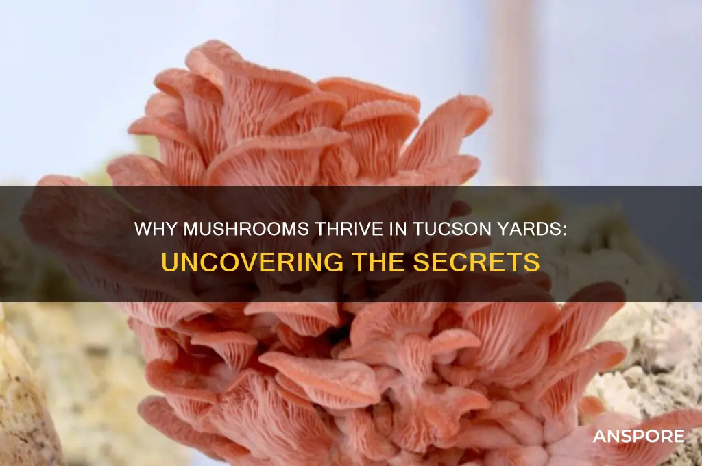what makes mushrooms grow in my yard in tucson