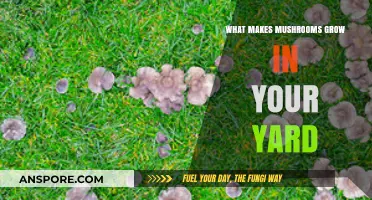 Why Mushrooms Suddenly Appear in Your Yard: Causes and Solutions
