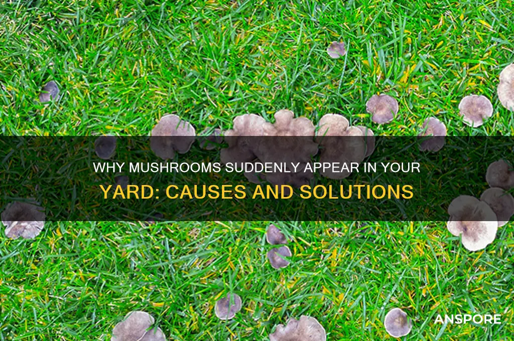 what makes mushrooms grow in your yard