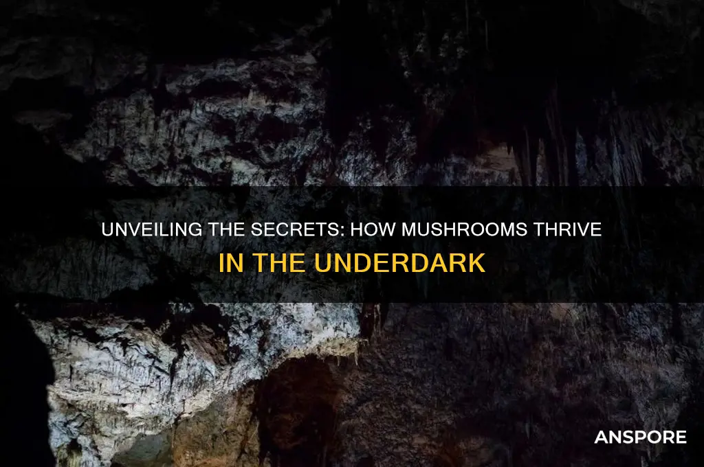 what makes mushrooms grow underdark