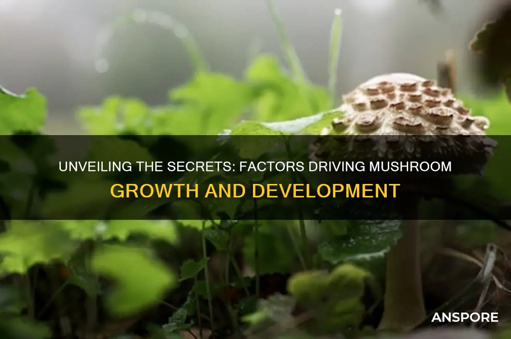 what makes mushrooms grow
