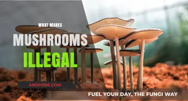 Why Are Mushrooms Illegal? Exploring the Legal and Social Factors