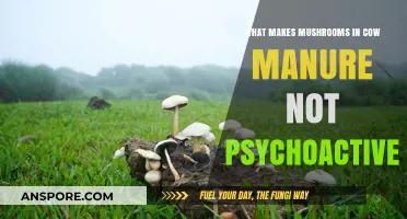 Why Cow Manure-Grown Mushrooms Lack Psychoactive Properties Explained