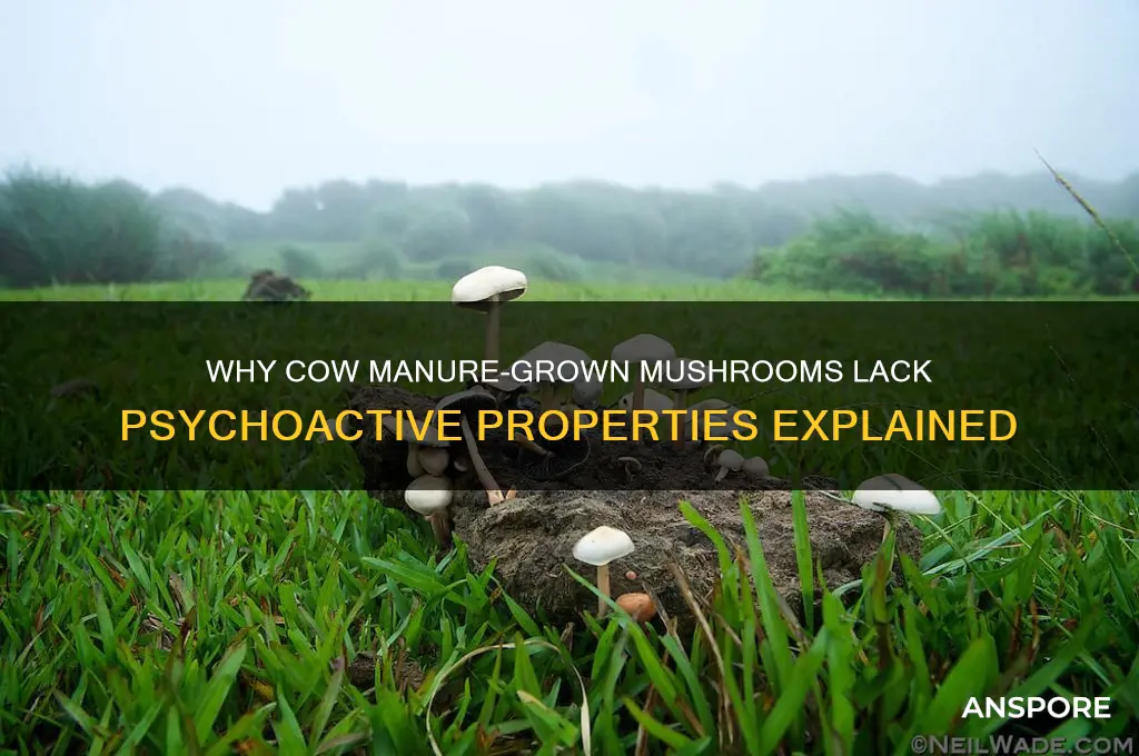 what makes mushrooms in cow manure not psychoactive