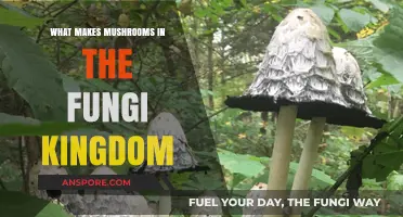 Unveiling the Unique Characteristics of Mushrooms in the Fungi Kingdom