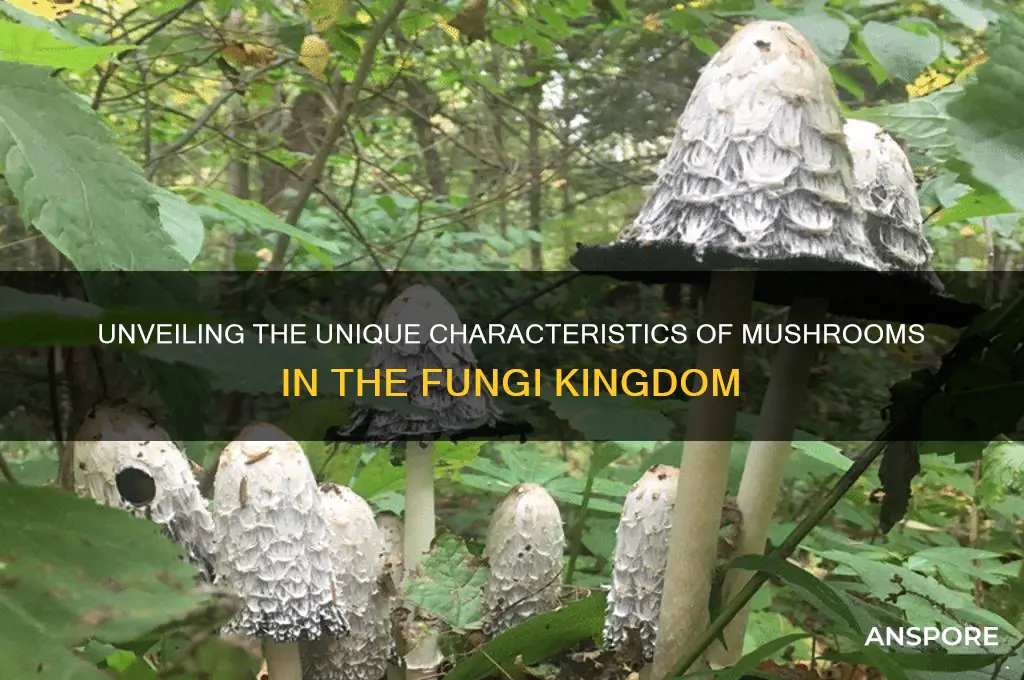 what makes mushrooms in the fungi kingdom