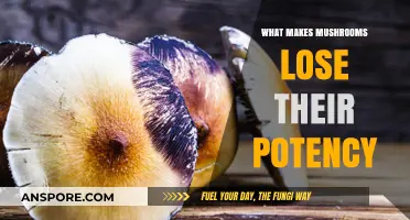 Factors That Diminish Mushroom Potency: Causes and Preservation Tips