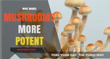Unlocking Mushroom Potency: Key Factors Behind Their Powerful Effects