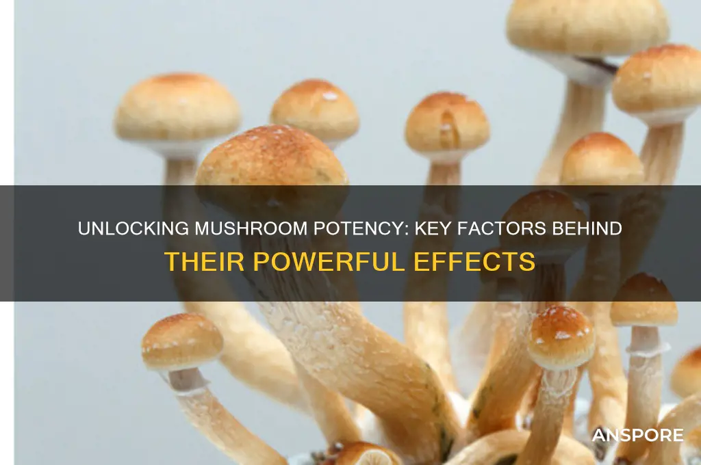 what makes mushrooms more potent