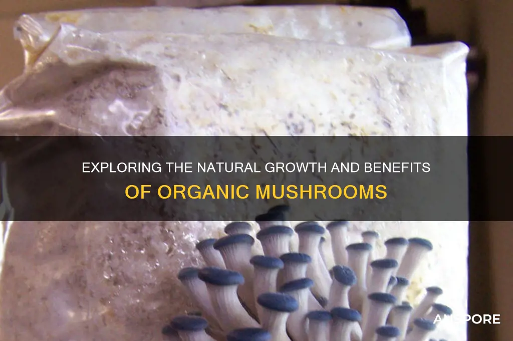 what makes mushrooms organic