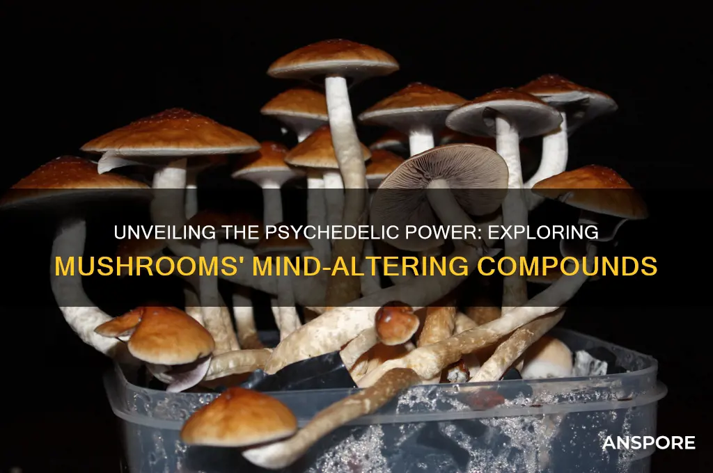 what makes mushrooms psychadelic