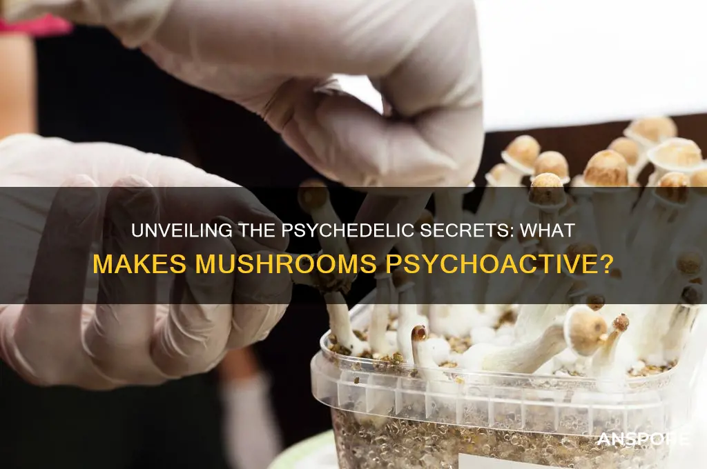 what makes mushrooms psychoactive