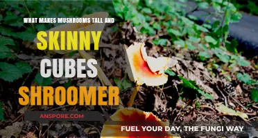 How Mushrooms Grow Tall and Skinny: The Shroomer Cube Mystery