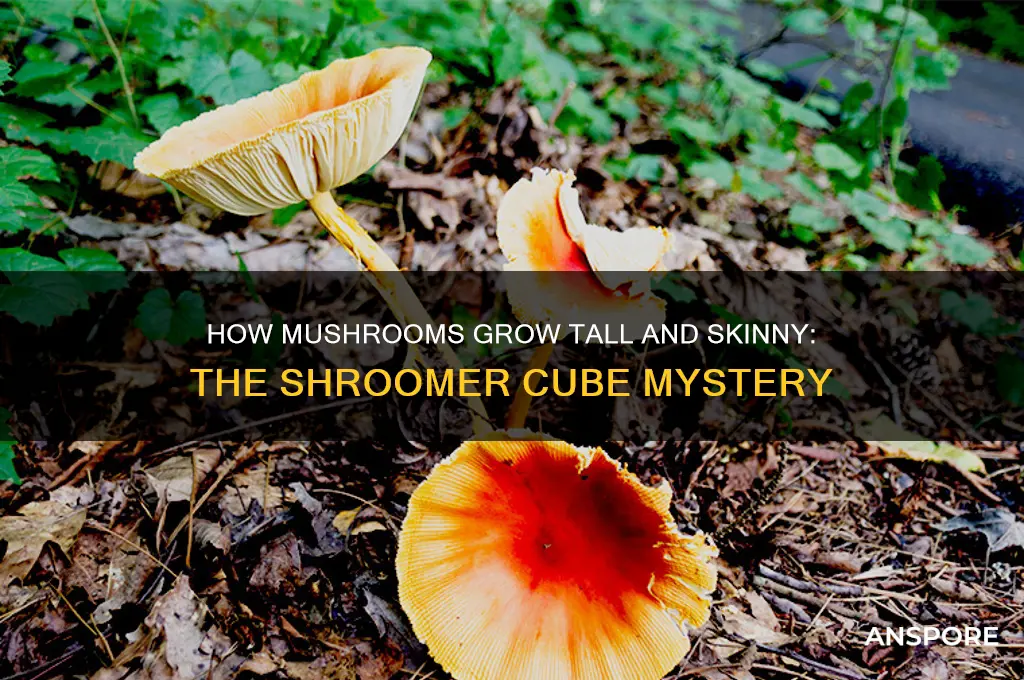 what makes mushrooms tall and skinny cubes shroomer