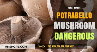 Portobello Mushrooms: Hidden Dangers and How to Avoid Them Safely