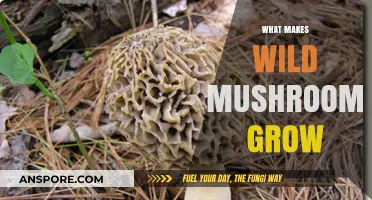 Unveiling the Secrets: Factors Driving Wild Mushroom Growth in Nature