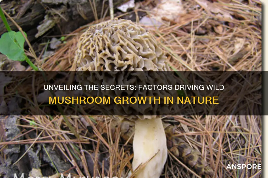 what makes wild mushrooms grow