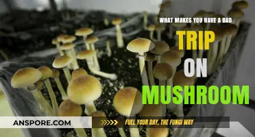 Unraveling the Factors Behind a Terrifying Mushroom Trip Experience