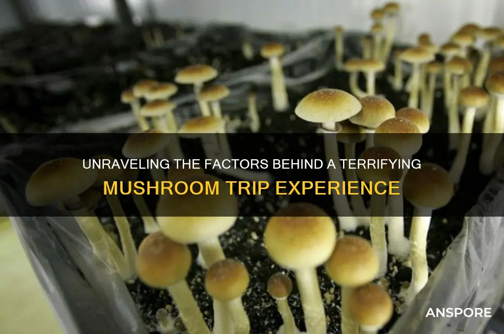 what makes you have a bad trip on mushrooms